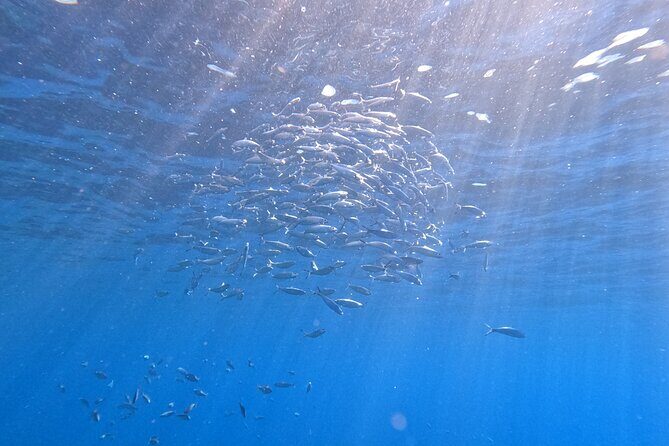 Snorkeling with a Professional Instructor in Tenerife - Who Is This Tour Best For?