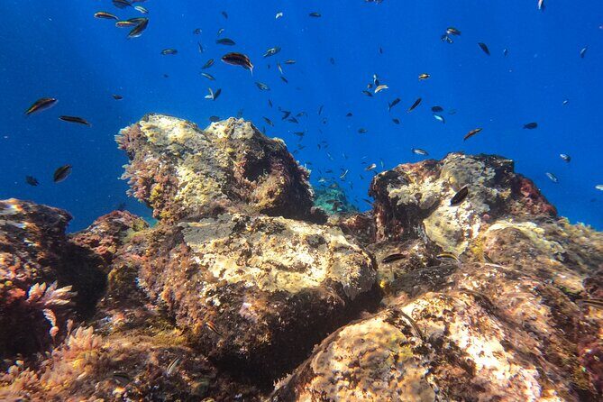 Snorkeling with a Professional Instructor in Tenerife - Final Thoughts