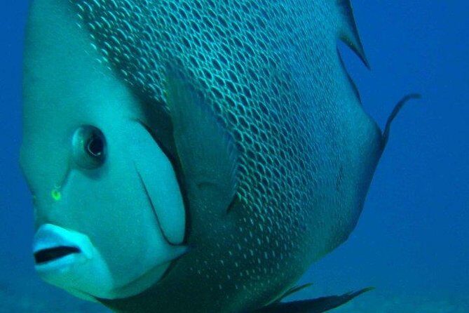 Snorkeling with Caribbean fish and private cenote exploration - What’s Great and What’s Not