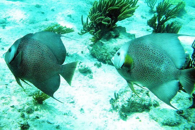 Snorkeling with Caribbean fish and private cenote exploration - Who Should Consider This Tour?