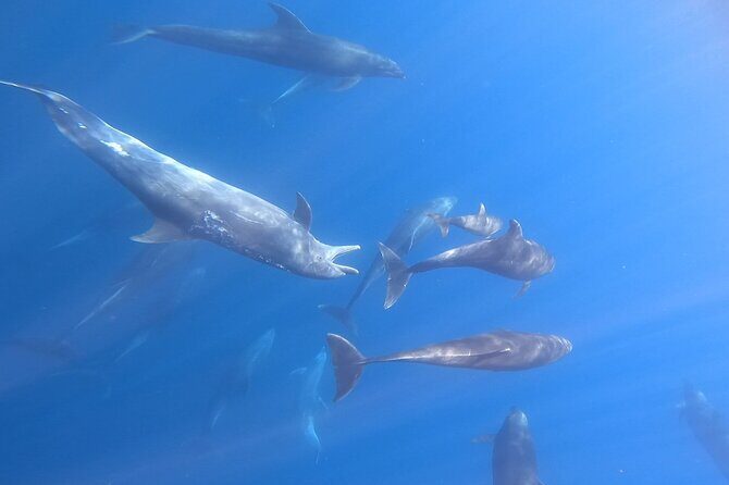 Snorkeling with Mobulas in La Ventana Bay Round trip from La Paz - Key Points