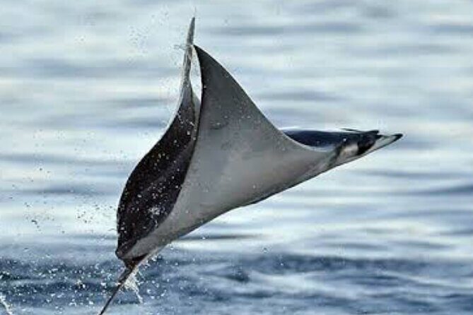 Snorkeling with Mobulas in La Ventana Bay Round trip from La Paz - Inclusions and Extras That Make a Difference