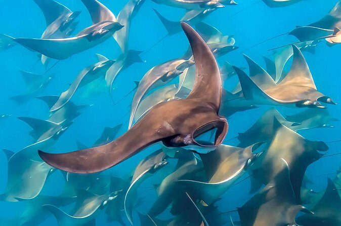 Snorkeling with Mobulas in La Ventana Bay Round trip from La Paz - Potential Downsides or Considerations