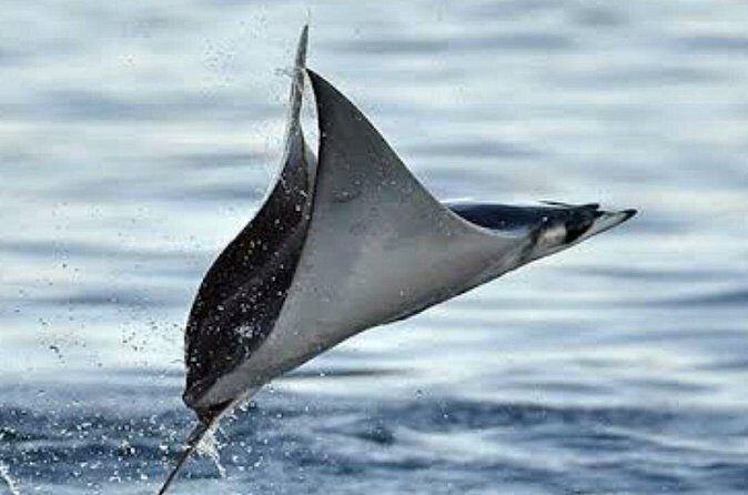 Snorkeling with Mobulas in La Ventana Bay Round trip from La Paz - Final Thoughts