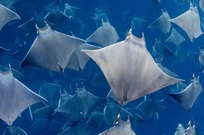 Snorkeling with Mobulas in La Ventana Bay Round trip from La Paz - FAQs