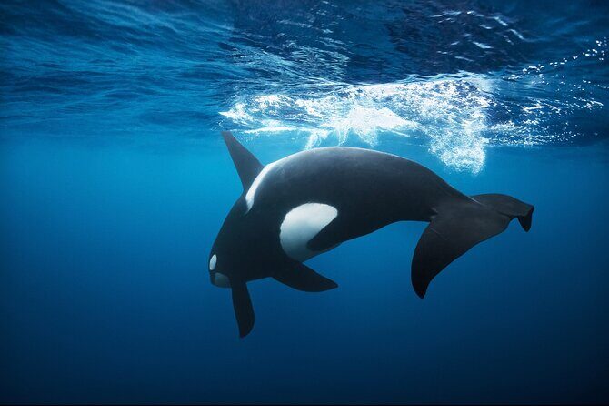 Snorkeling with Orcas In Norway, 4 days All-Inclusive expedition - Key Points