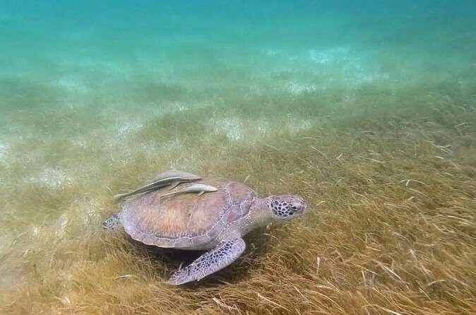 Snorkeling with Sea Turtles and Cenote Adventure - The Practical Details