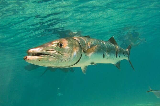 Snorkeling with Turtles and Cenote Tour from Riviera Maya - Who Should Consider This Tour?