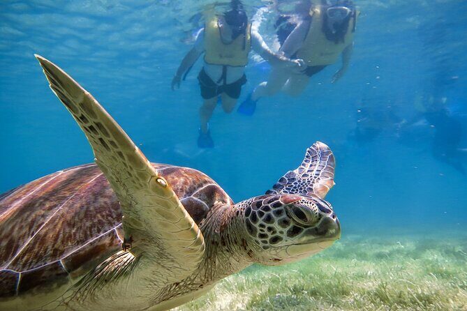 Snorkeling with Turtles and Cenote Tour from Riviera Maya - Final Thoughts