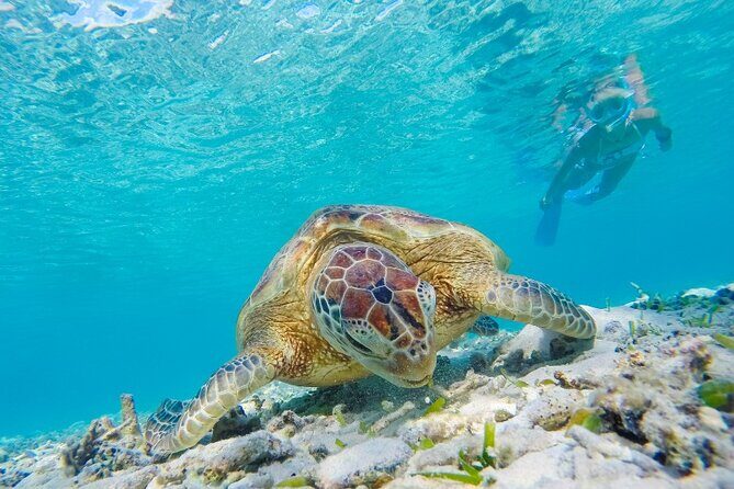 Snorkeling with Turtles and Cenotes - Practical Tips for Making the Most of This Tour