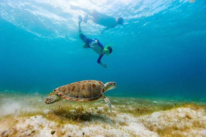 Snorkeling with Turtles and Cenotes - FAQ