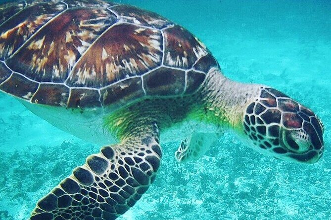 Snorkeling with Turtles Visit Mayan Ruins in Tulum from Cancun - Who Should Consider This Tour?