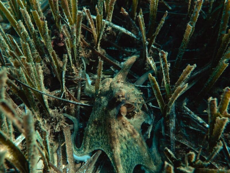 Snorkelling & Marine Biology Experience in the Cinque Terre - FAQ