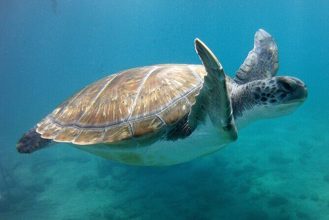 Snorkelling safari in a turtle area - What to Expect from Your Snorkeling Safari in Tenerife