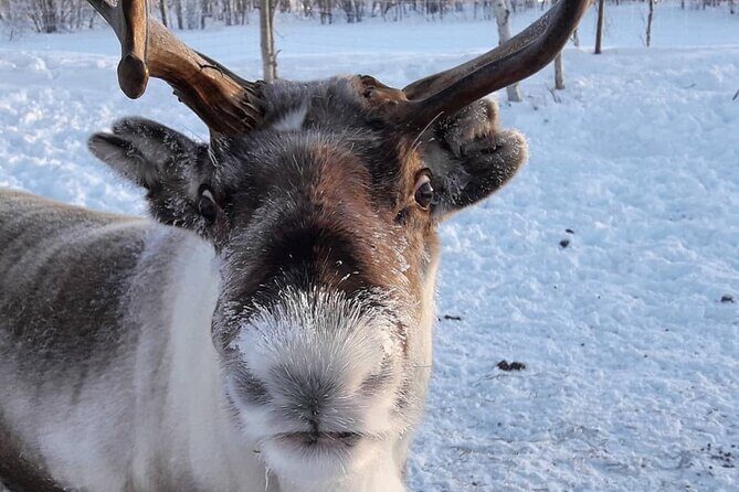 Snowmobile Safari to Lake Inari, meet & feed Reindeers, Lunch - FAQs