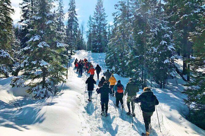 Snowshoe tour in Winter Wonderland - Oslo - Potential Drawbacks and Considerations