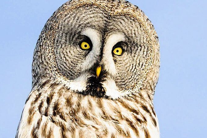 Snowshoe Trip for Searching Arctic Animals - Final Thoughts: Is It Worth It?