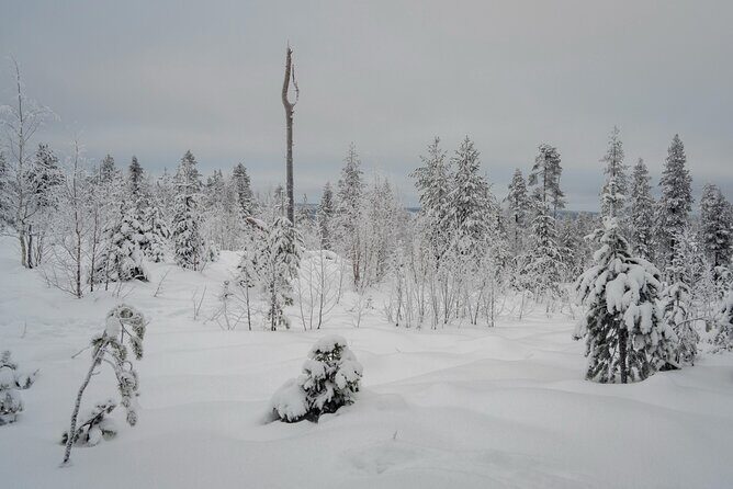 Snowshoeing in Snowy Forest with Local Guide - Who Will Enjoy This Tour?
