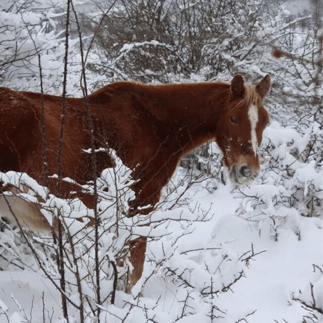 Snowshoeing in the Pollino National Park - Key Points