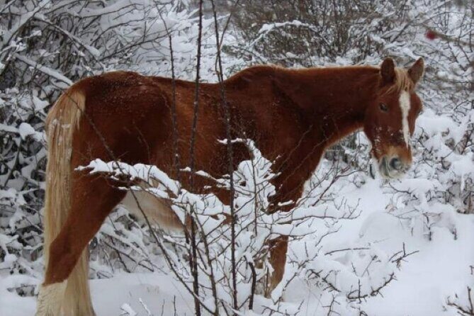 Snowshoeing in the Pollino National Park - Final Thoughts