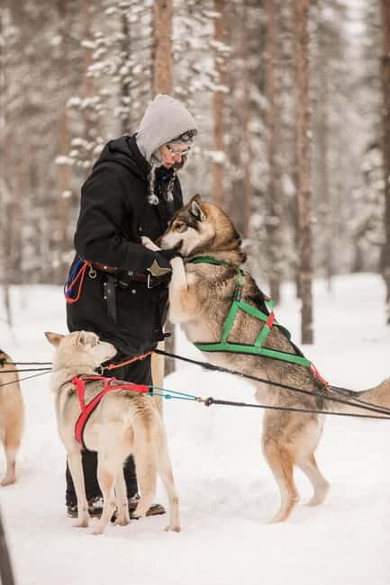Snowy Trails Husky Safari (5 Km) - An In-Depth Look at the Husky Safari