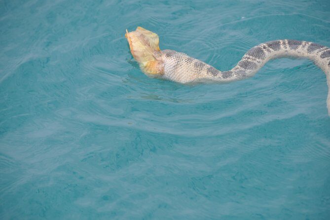 Snubfin Dolphin Eco Cruise from Broome - Final Thoughts