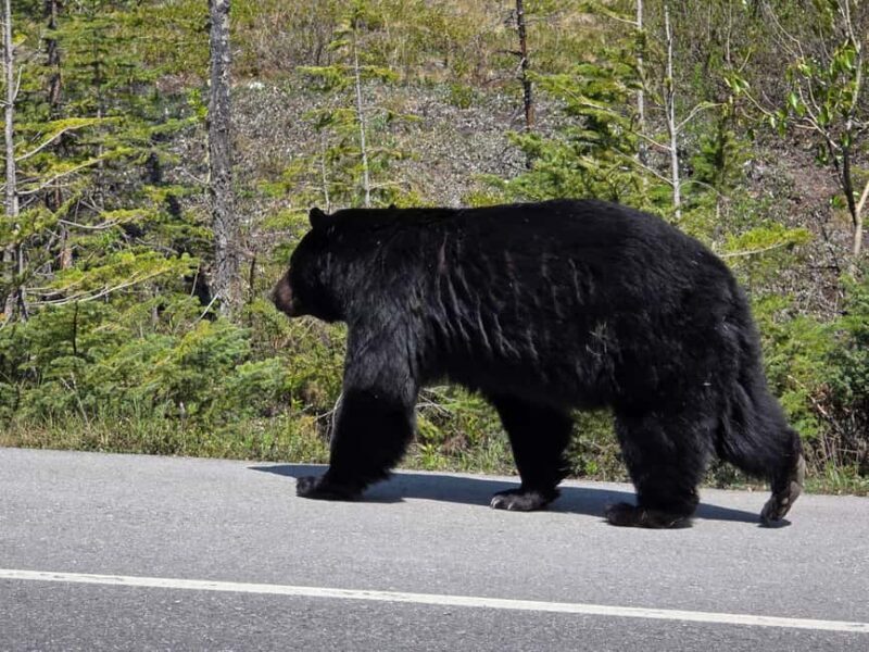 Soak & Explore: Radium Hot Springs and Kootenay Park Tour - Who Is This Tour Best Suited For?