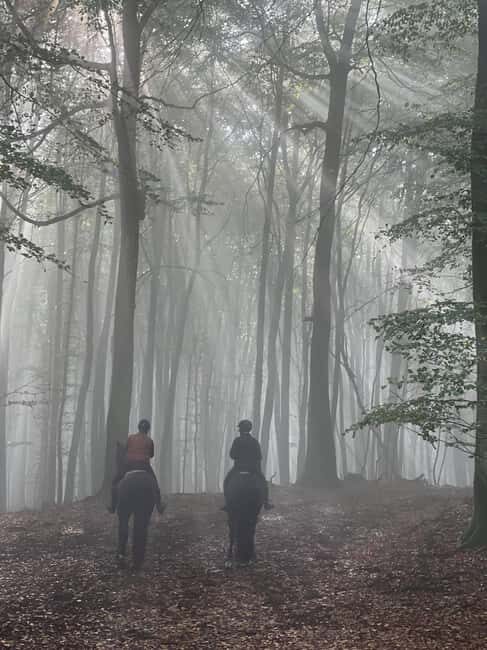 Söderåsens Nationalpark: 2,5h horse back ride - The Value for Your Money