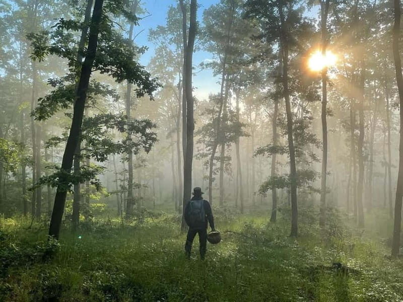 Sofia: Culinary Adventure To The Fungi And Botanical Kingdom - Sofia: Culinary Adventure To The Fungi And Botanical Kingdom — A Deep Dive