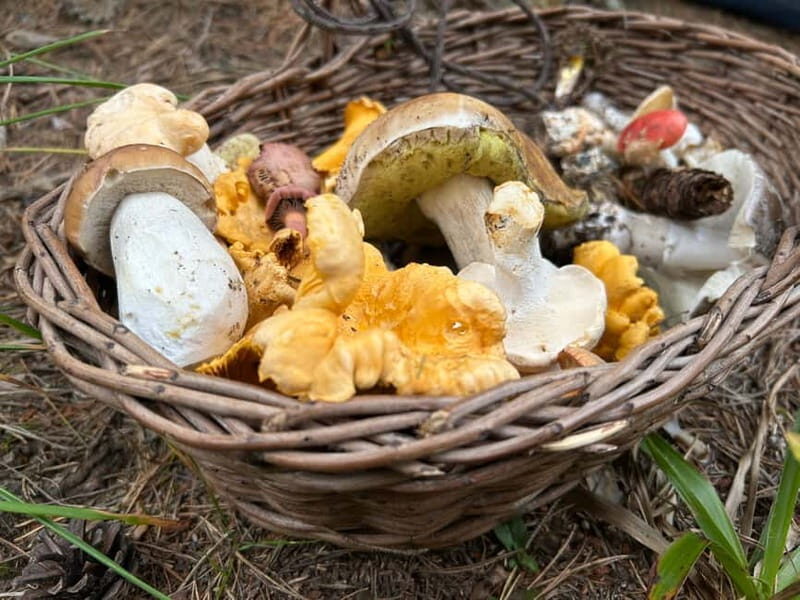 Sofia: Culinary Adventure To The Fungi And Botanical Kingdom - The Itinerary — Breaking Down the Day