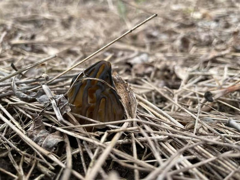 Sofia: Culinary Adventure To The Fungi And Botanical Kingdom - Pricing and Value