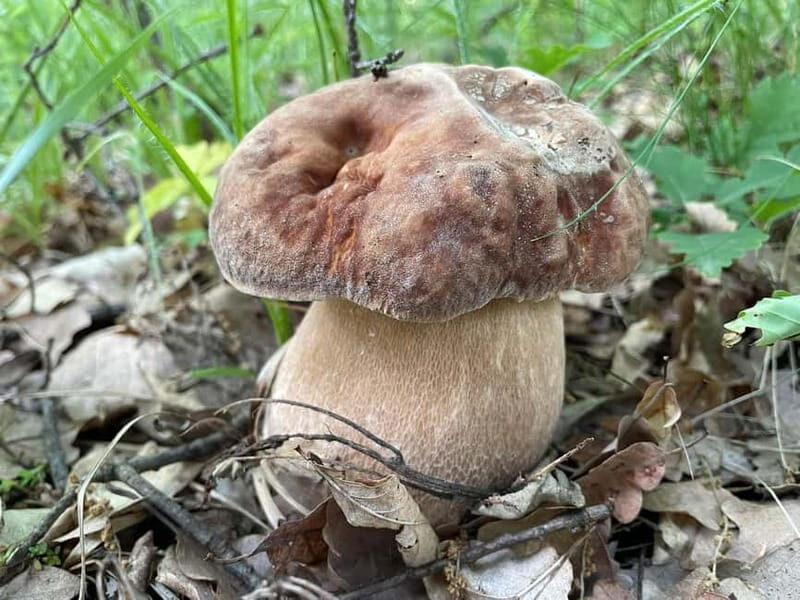 Sofia: Culinary Adventure To The Fungi And Botanical Kingdom - Who Is This Tour Best For?