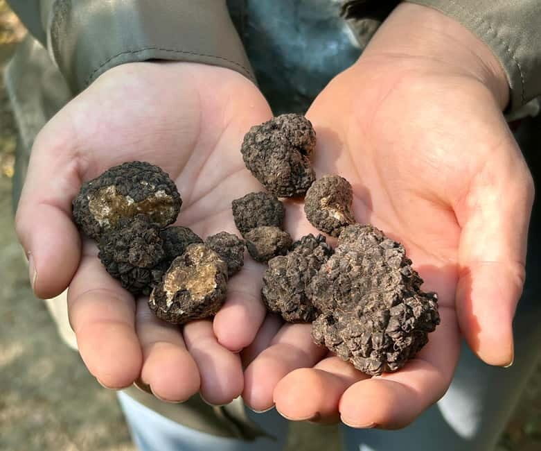 Sofia: Culinary Adventure To The Fungi And Botanical Kingdom - Final Thoughts