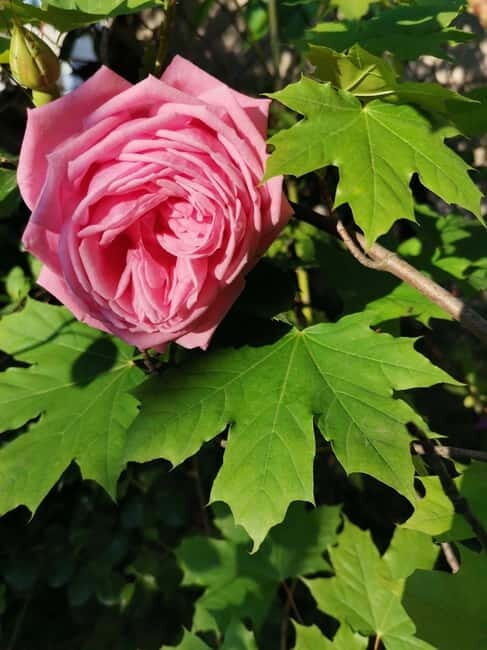 Sofia Kazanluk Rose Valley & Oil Distillery Tour - An Honest Look at the Sofia Kazanluk Rose Valley & Oil Distillery Tour