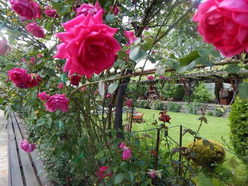 Sofia Kazanluk Rose Valley & Oil Distillery Tour - The Feedback from Travelers