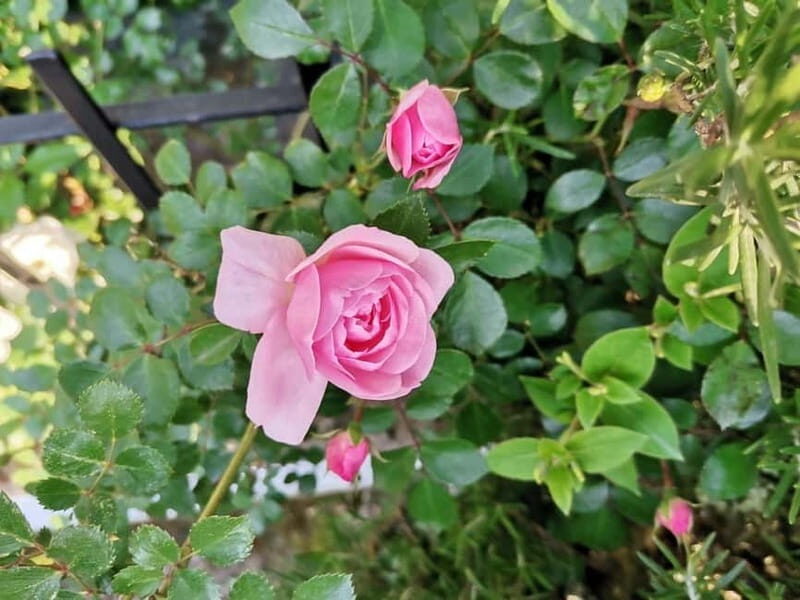 Sofia Kazanluk Rose Valley & Oil Distillery Tour - Who Is This Tour Best For?