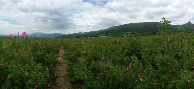 Sofia Kazanluk Rose Valley & Oil Distillery Tour - FAQ