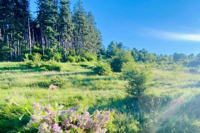 Sofia: The Beauty of the Countryside with a Homemade Lunch - Key Points