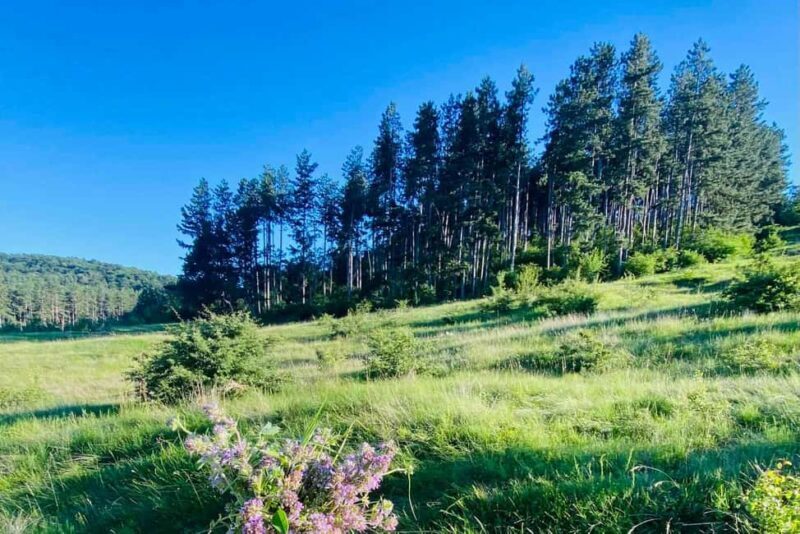 Sofia: The Beauty of the Countryside with a Homemade Lunch - Practical Considerations