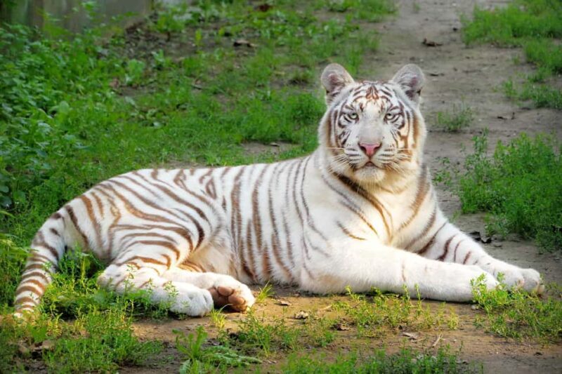 Sofia: Zoo Entry Ticket with Hotel Pickup and Lunch - Key Points