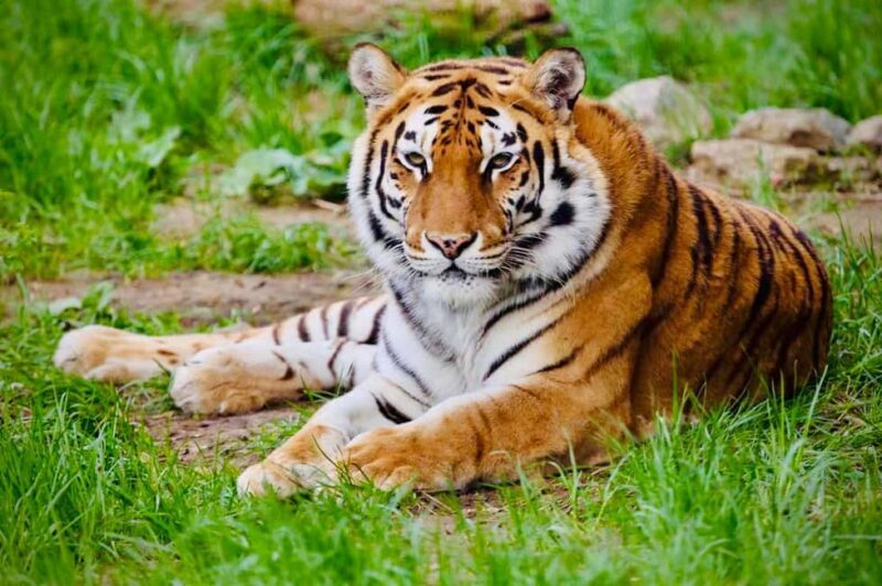 Sofia: Zoo Entry Ticket with Hotel Pickup and Lunch - Final Thoughts