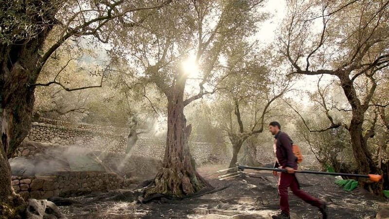 Sóller: Olive Oil Guided Tour and Tasting at Can Det Estate - Who Should Consider This Tour?