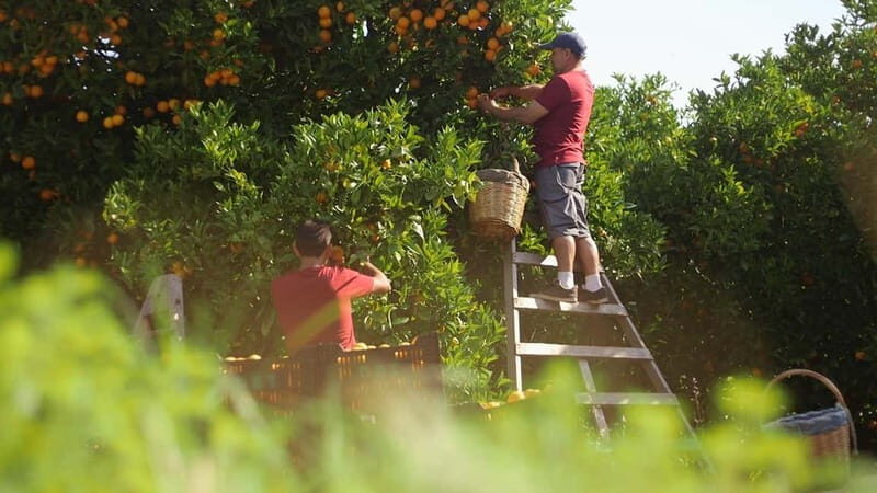 Sóller: Olive Oil Guided Tour and Tasting at Can Det Estate - Final Thoughts