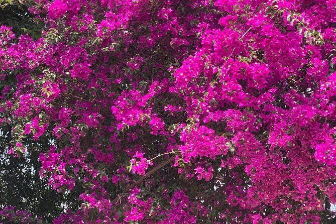 Soller Valley Private Tour and Walking in Orange Paradise - Exploring Mallorca’s Orange Paradise: A Complete Look at the Soller Valley Private Tour