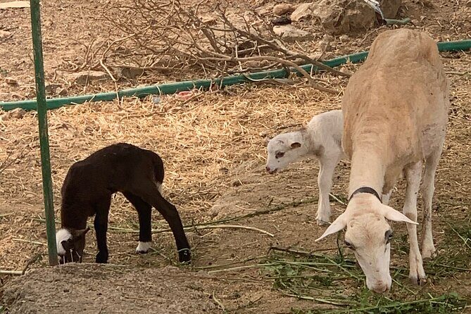 Soller Valley Private Tour and Walking in Orange Paradise - Key Points