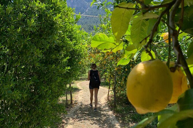 Soller Valley Private Tour and Walking in Orange Paradise - Practical Details to Keep in Mind
