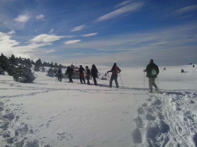 Solsonès: Guided Snowshoe Hike in Port del Comte - What to Expect from the Tour