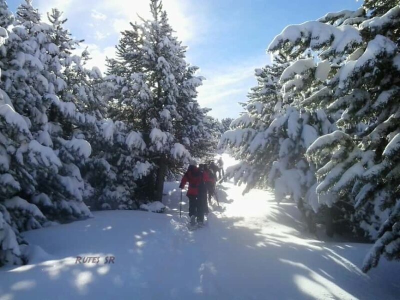 Solsonès: Guided Snowshoe Hike in Port del Comte - The Guide Experience: Why It Matters