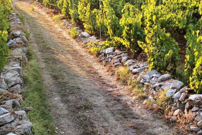 Solta Island: Self-Guided Bike Tour from Split - What The Day Looks Like