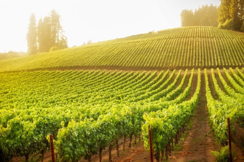 Sonoma County: Tasting Pass (Choose 1, 2, or 90 Days) - What Is the Sonoma County Tasting Pass?
